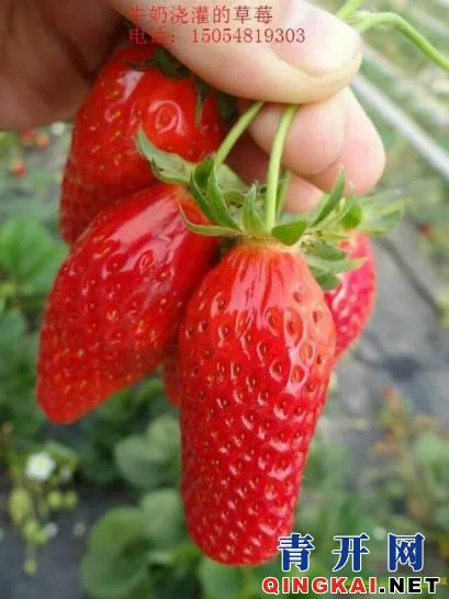 怎么快速除草莓印 1025298347.jpg
